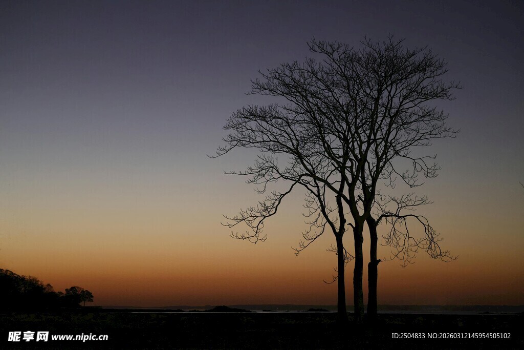 黄昏下的孤独树木