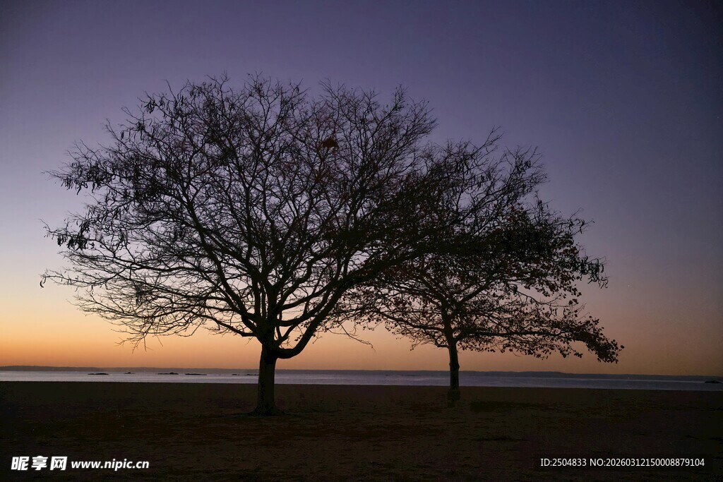 黄昏下的孤独树木