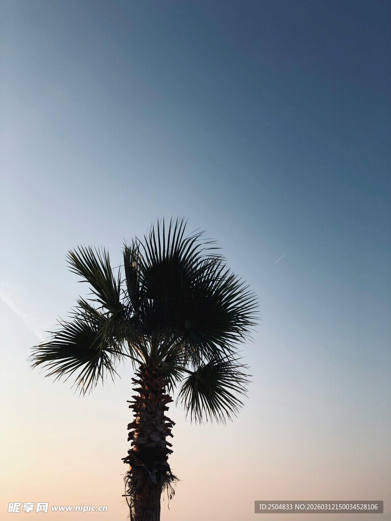 夕阳下的孤独棕榈树