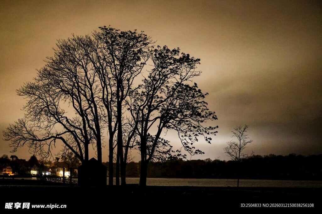 夜幕下的枯树景观