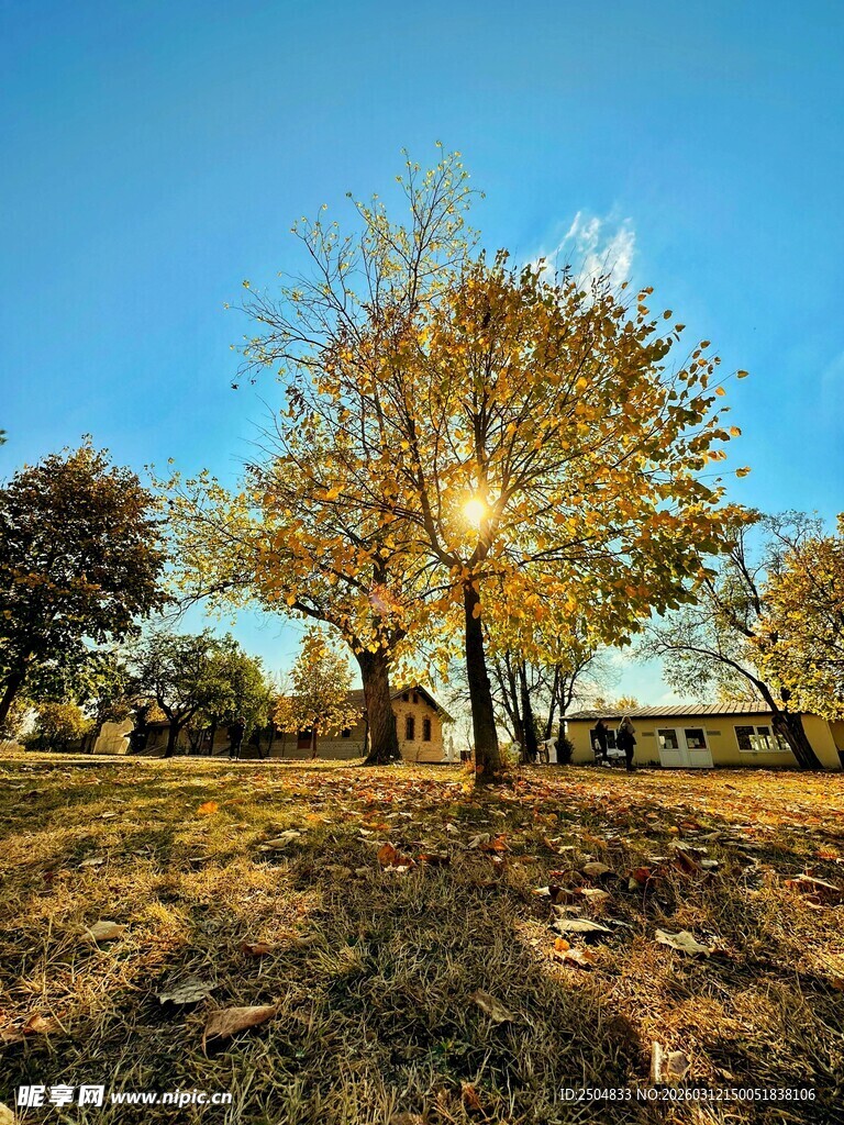 秋日暖阳下的静谧树林