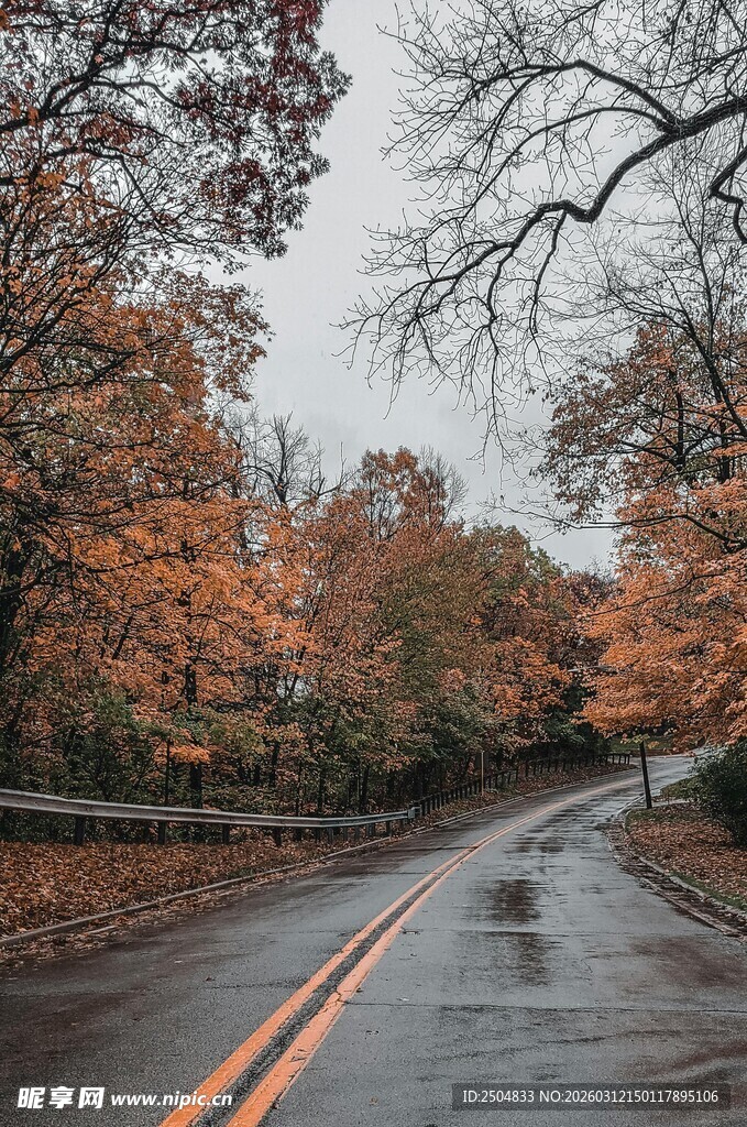 秋日湿路 斑斓树林之景