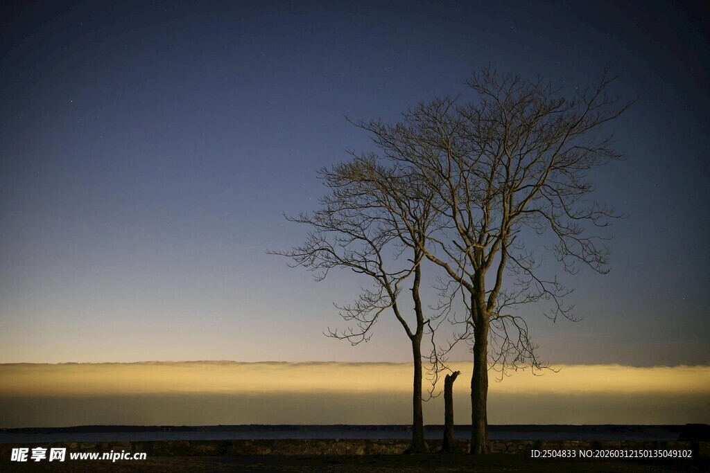 孤独树影下的静谧黄昏