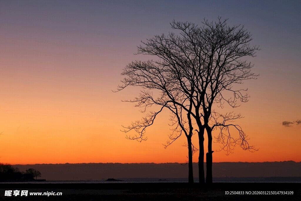 夕阳下的孤独树木