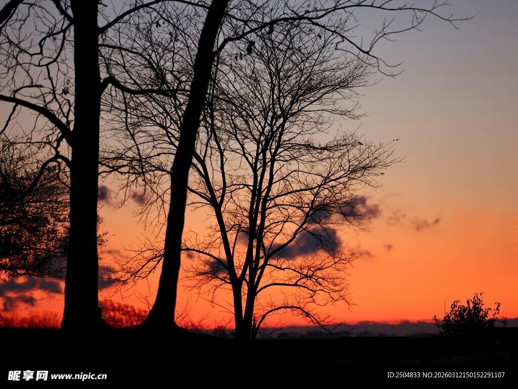 夕阳下的树木剪影