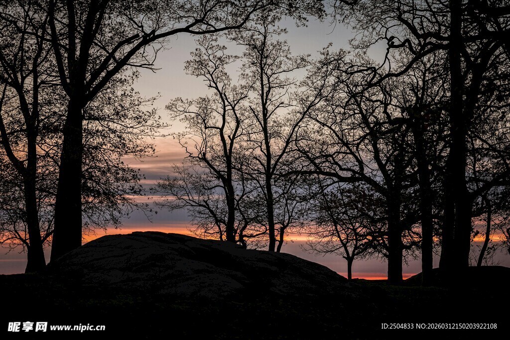 黄昏树林剪影美景