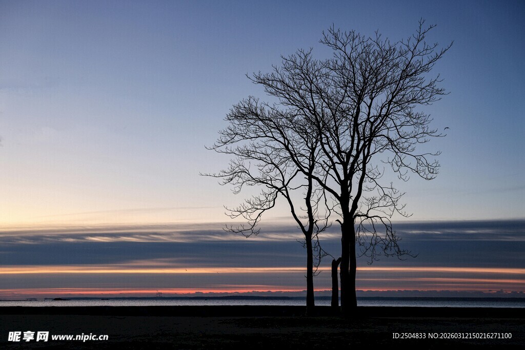 黄昏下的孤树与绚丽天际