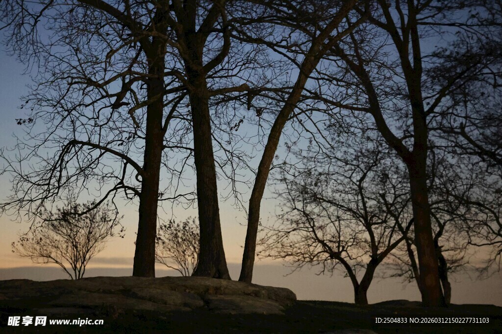 黄昏下的枯树景观