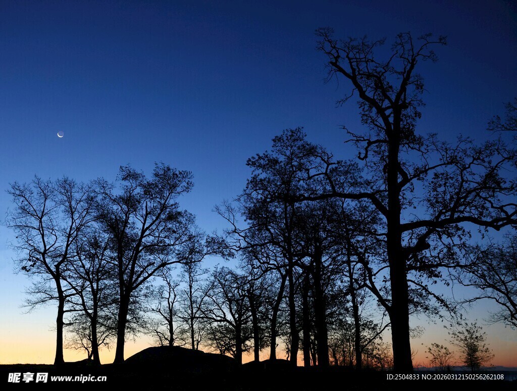黄昏树林间的静谧夜空