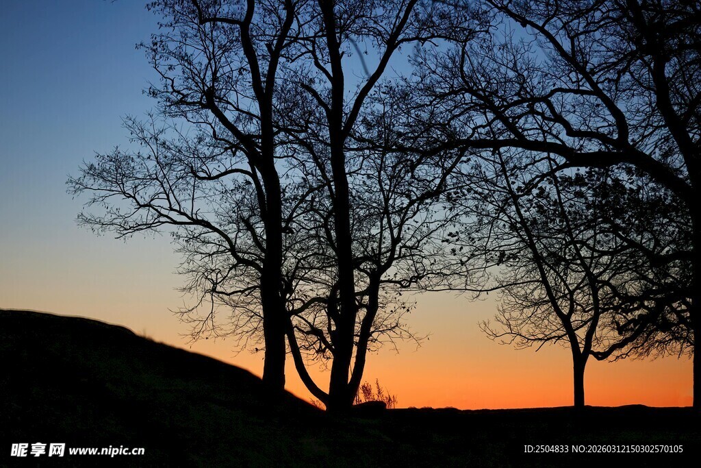 夕阳下的树木剪影