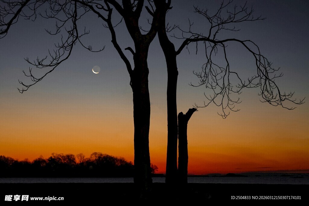 夕阳下的枯树剪影