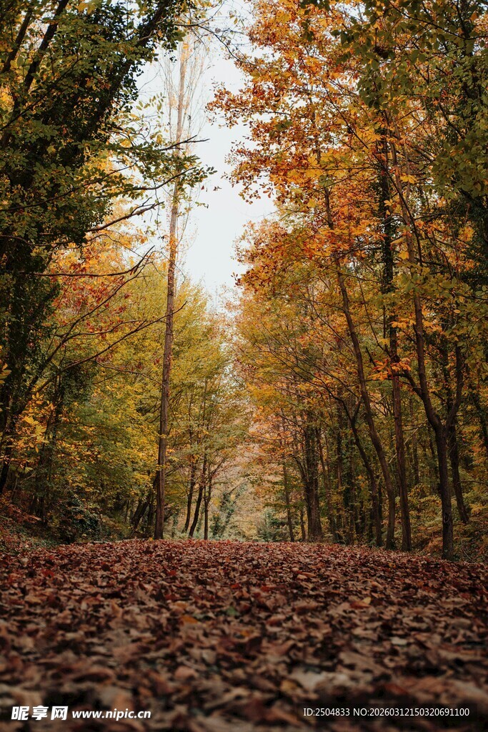 秋日林间落叶铺就的美景