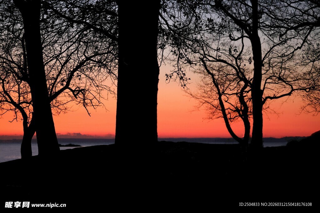 夕阳下的树木剪影