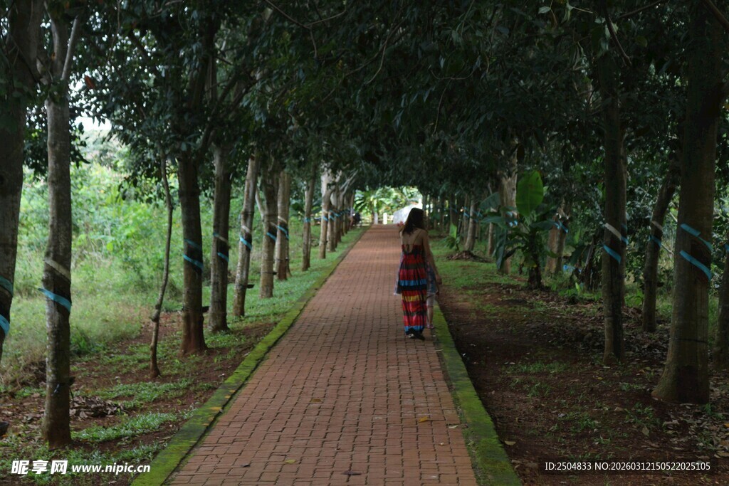 林间漫步小道 一人独行