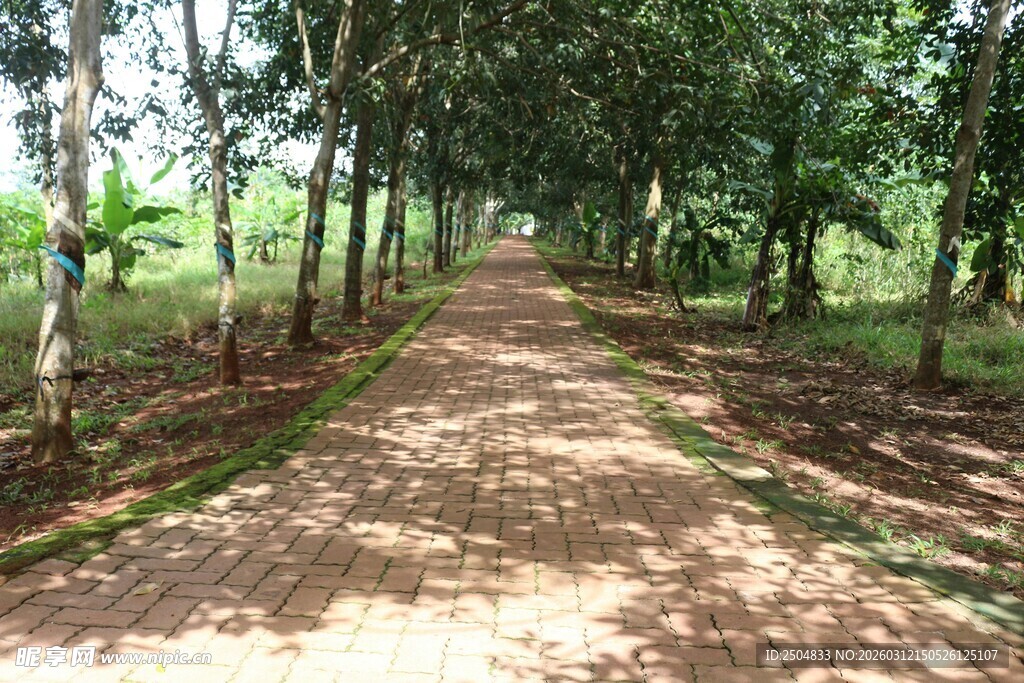 林间土路 静谧自然之景