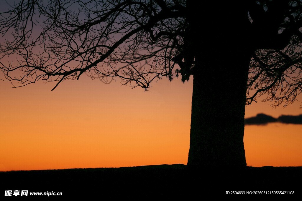 夕阳下的树影剪影