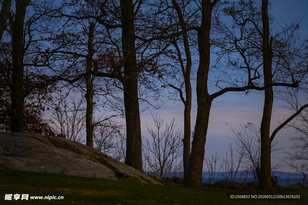 黄昏下的树林剪影