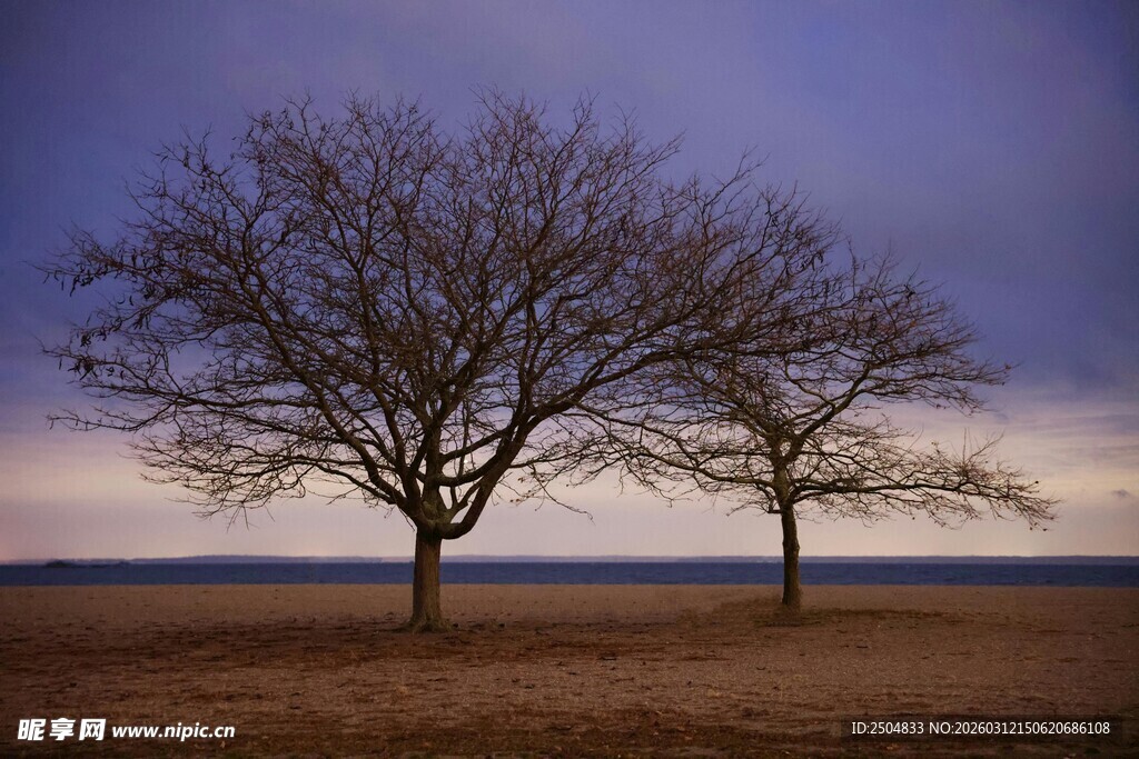 旷野孤树 暮色中的静谧