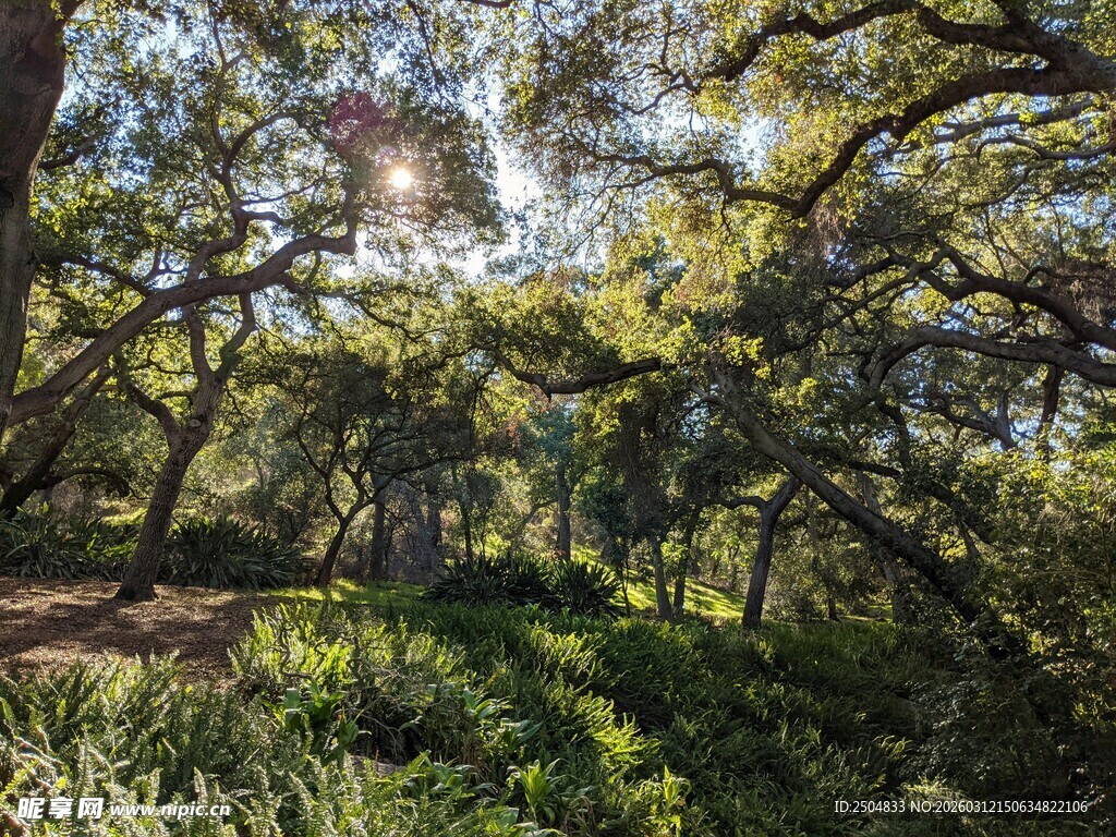 阳光洒落的繁茂树林
