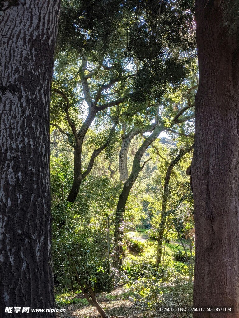 林间光影下的静谧森林