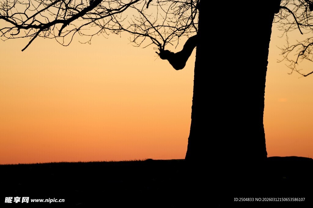 夕阳下树上的鸟儿剪影