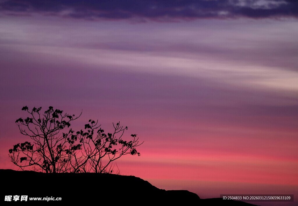 日落时分的树影轮廓