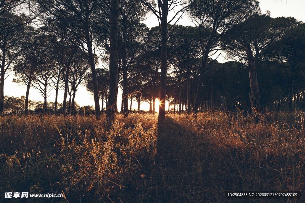 夕阳下的林间草地美景