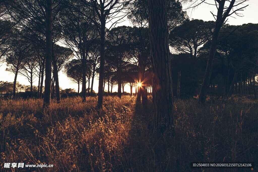 夕阳下的树林与草地