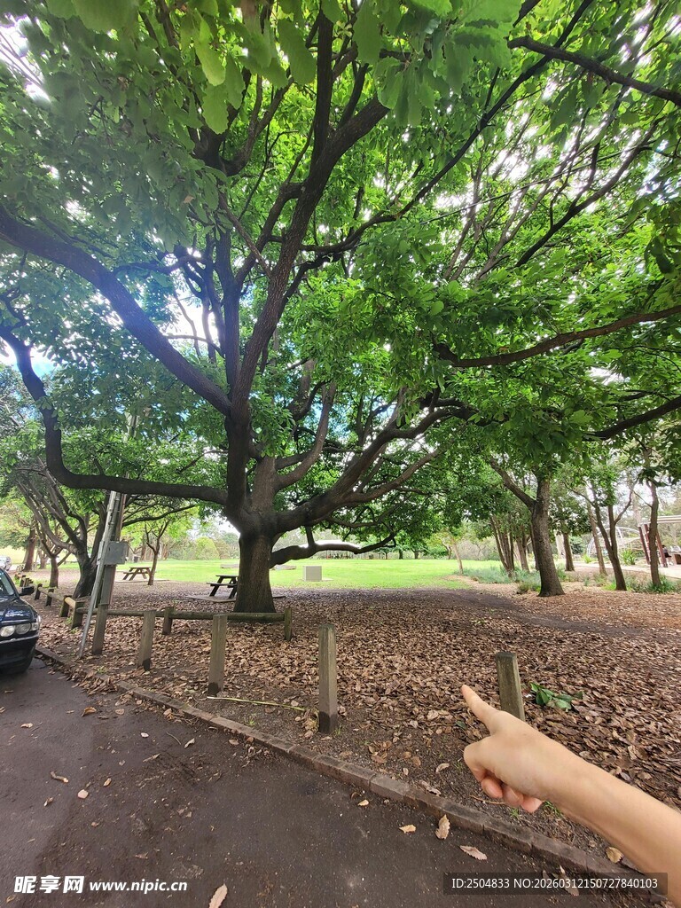 繁茂大树下的静谧风景