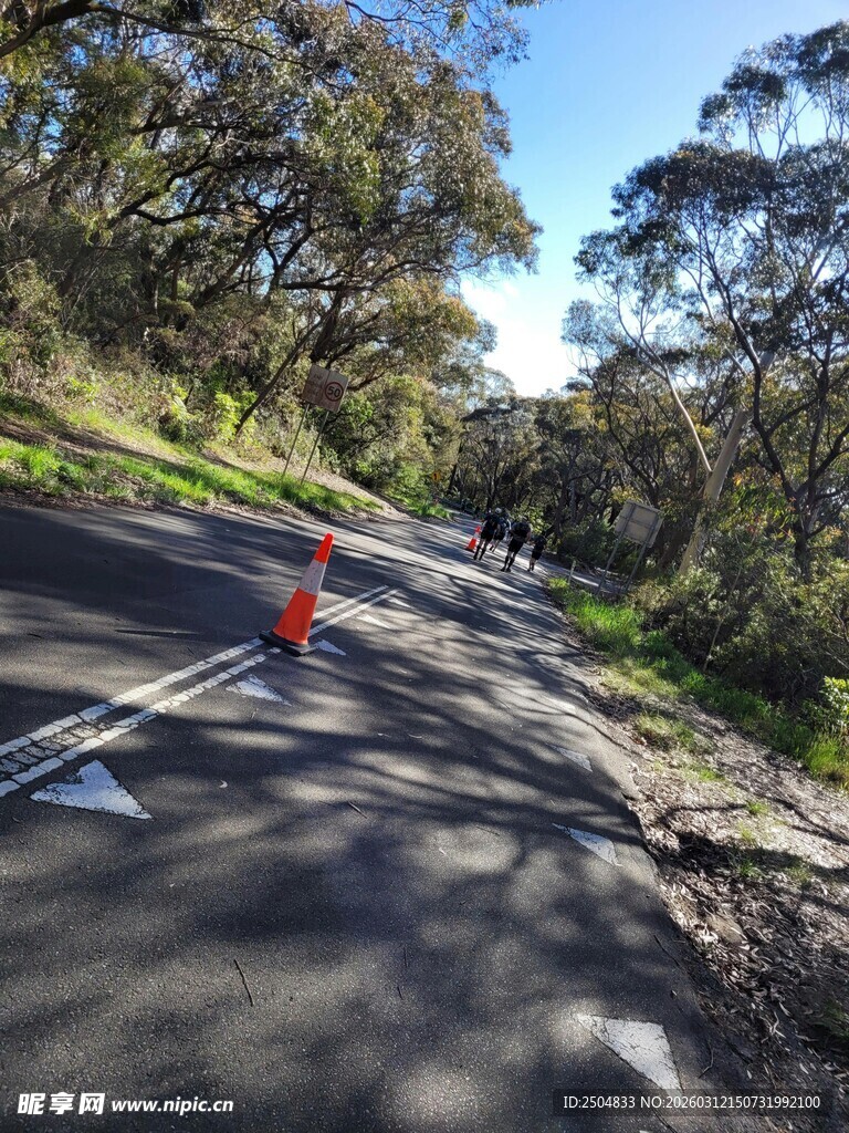 蜿蜒公路旁的葱郁树林