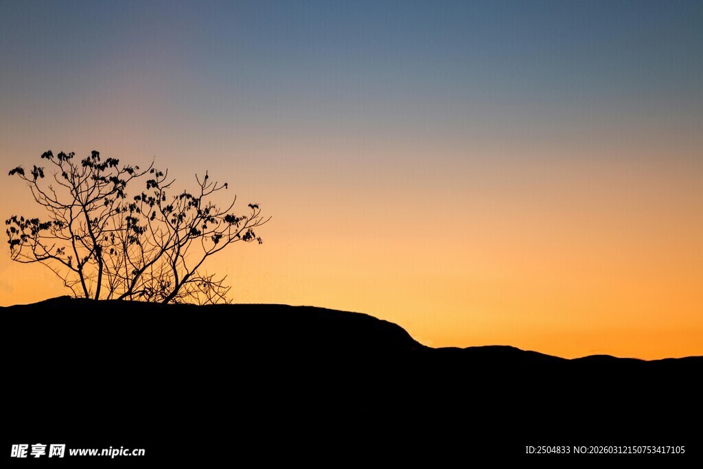 夕阳下的孤树剪影
