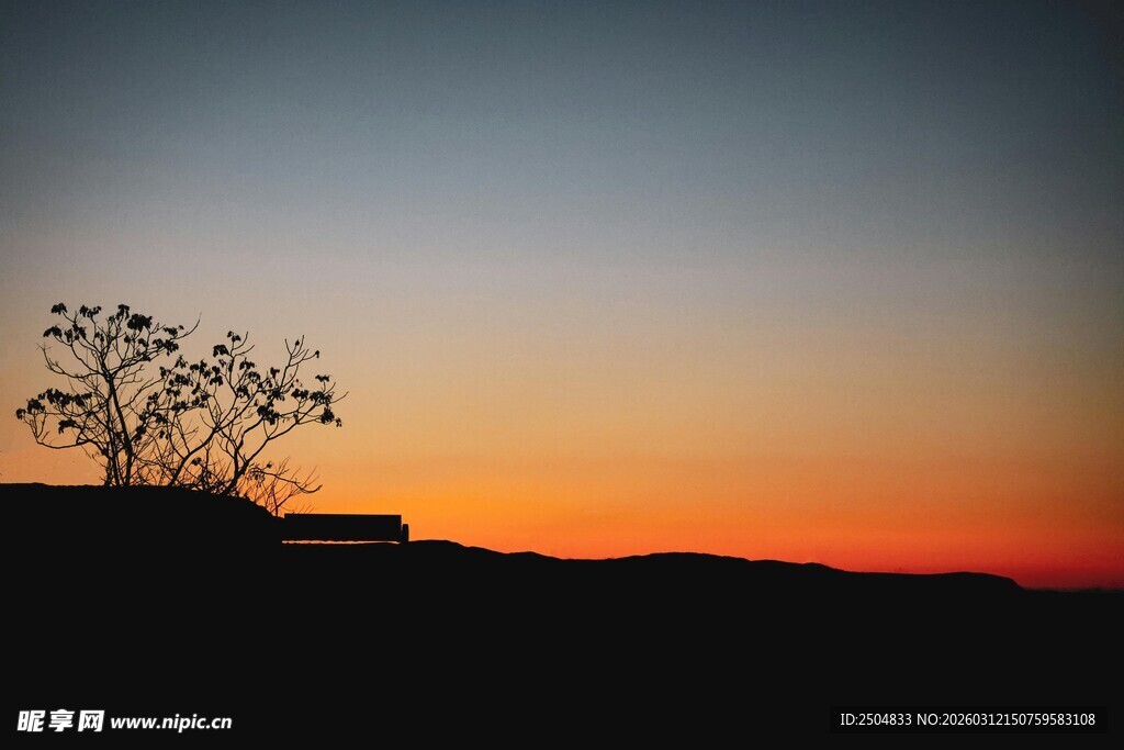 夕阳下的孤树剪影