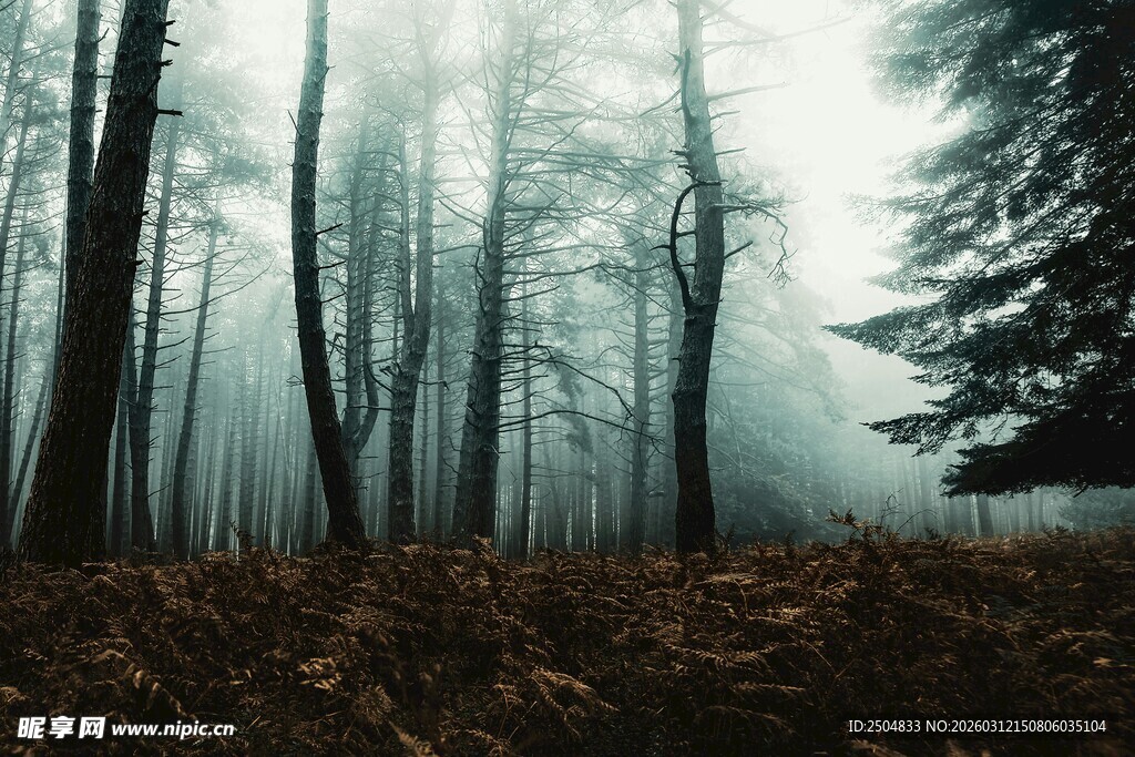 迷雾森林中的静谧秋景