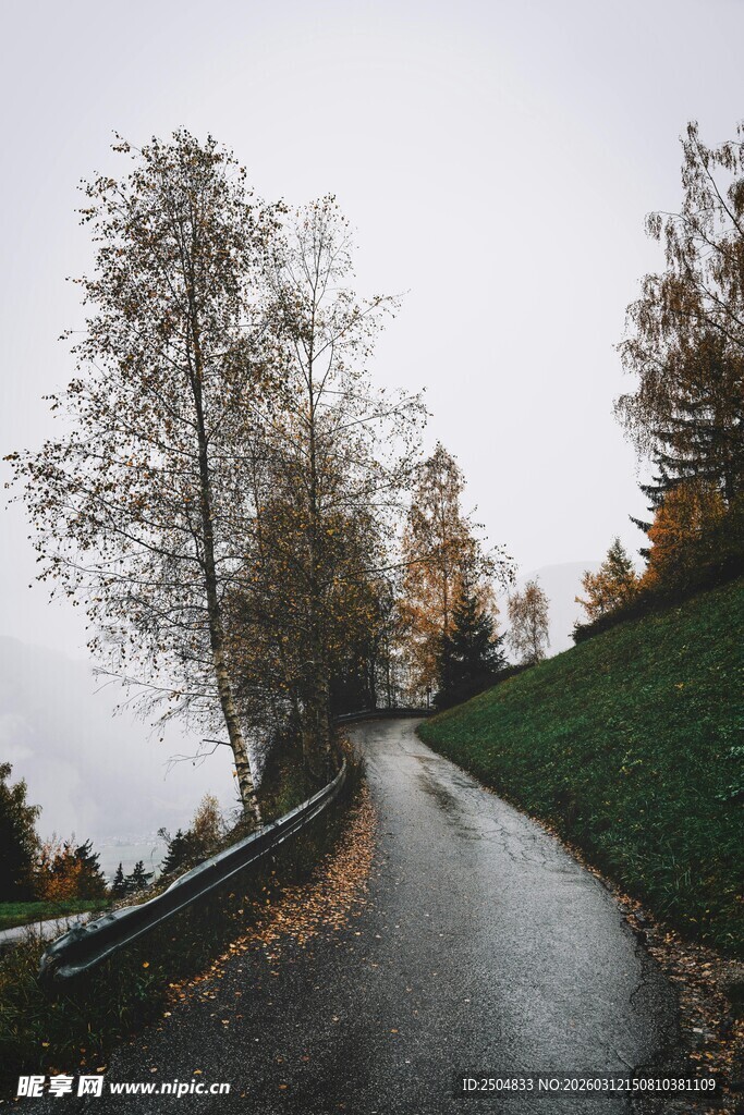 秋日湿径旁的树木景致