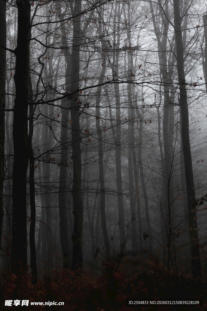 迷雾笼罩的静谧森林