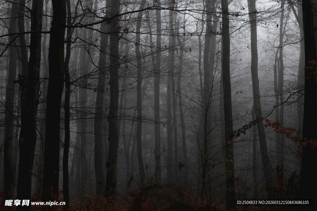迷雾笼罩的神秘森林