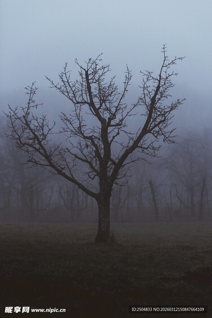 雾中孤树 尽显萧瑟孤寂