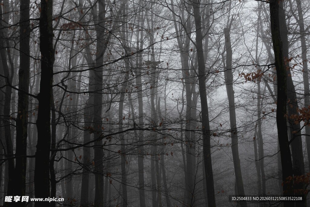 雾中萧瑟树林景象