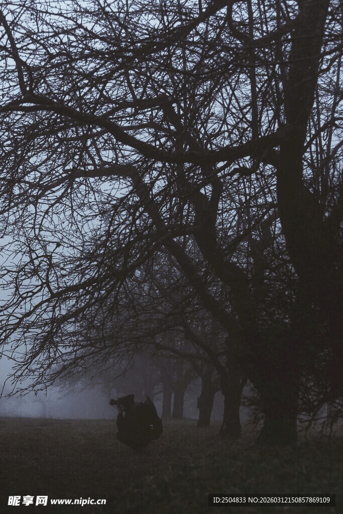 雾中树林与行人的静谧景象
