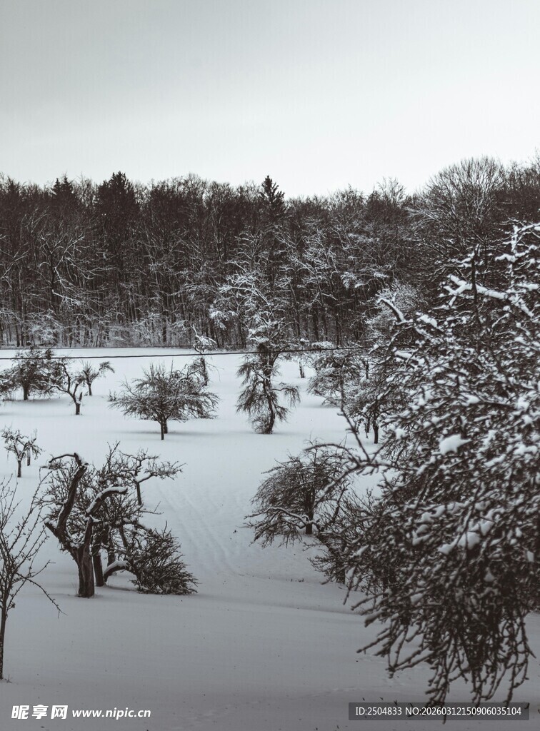 冬日雪景中的树木景观