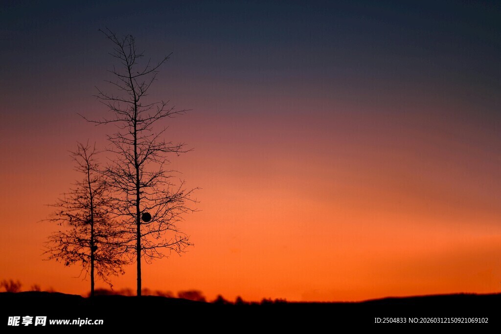 夕阳下的孤树