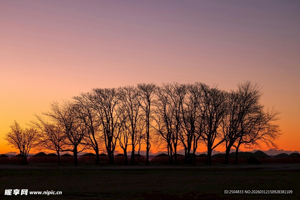 夕阳下的枯树林景观