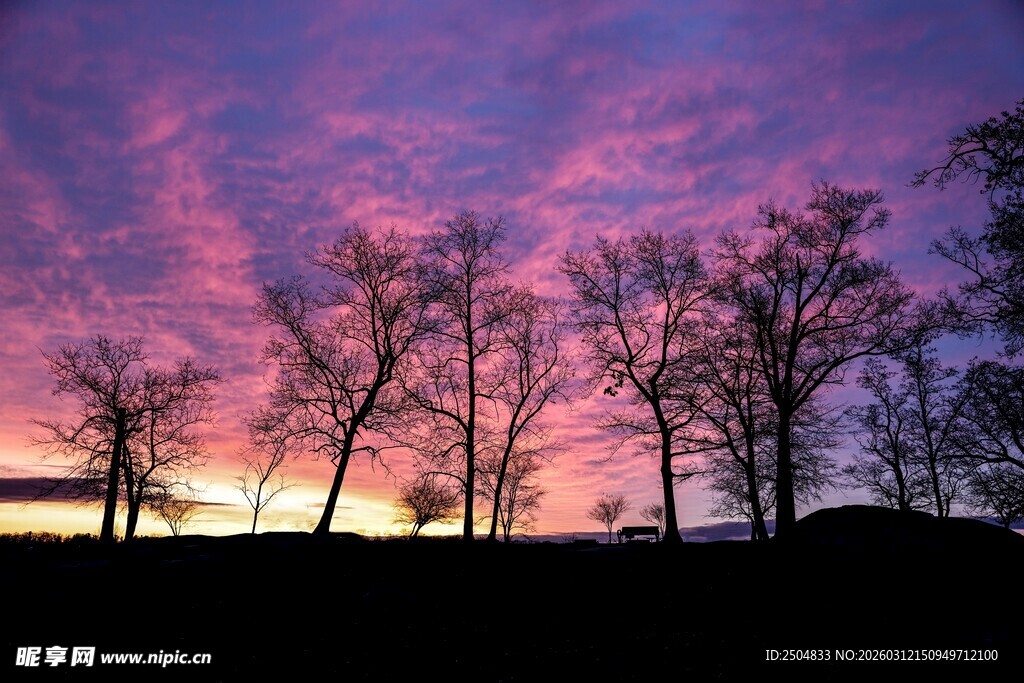 黄昏下的树木剪影