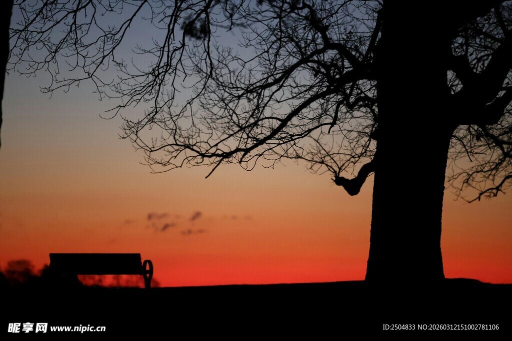 夕阳下的树与飞鸟剪影