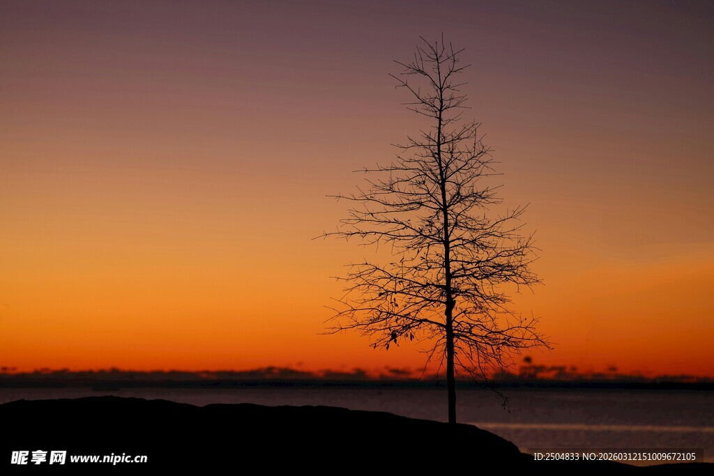 夕阳下的孤树