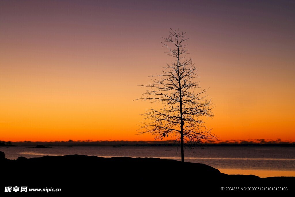 夕阳下的孤树美景