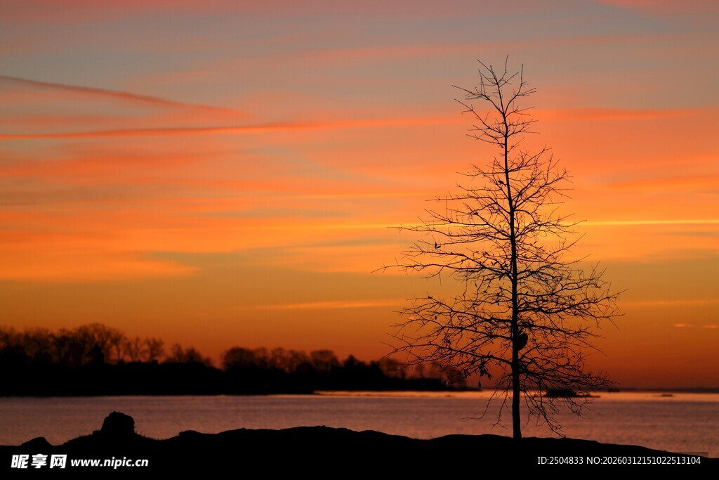 夕阳下的孤树与绚烂天空