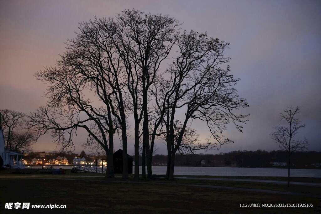 黄昏下的枯树风景