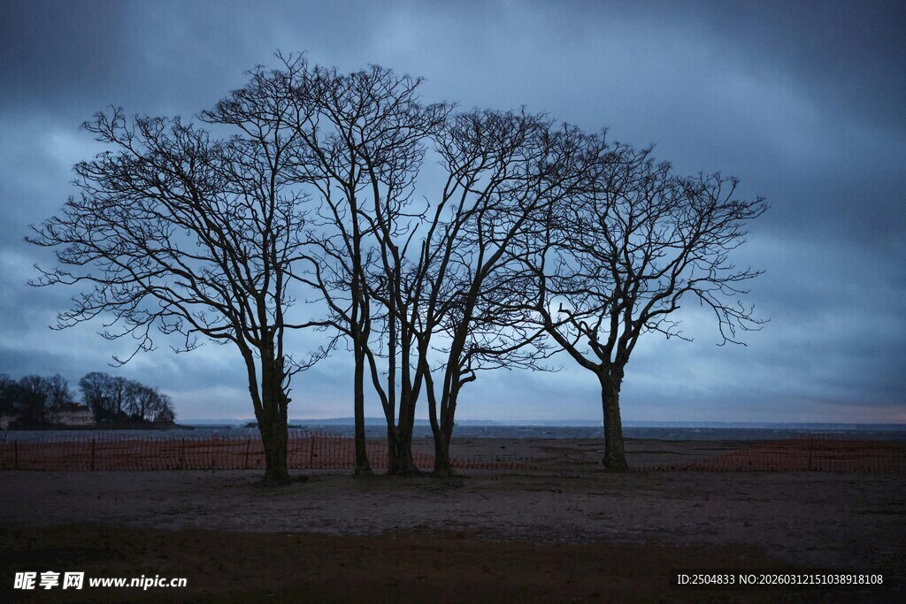 旷野孤树 暮色中的静谧景象