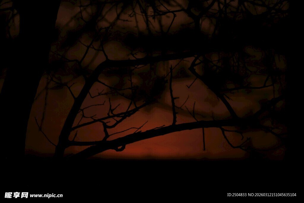 夜幕下的树梢与橙红天色